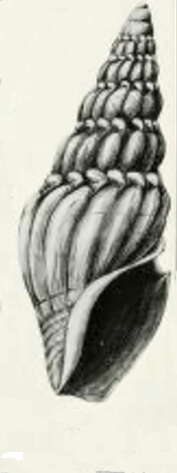 Image of Splendrillia subviridis (May 1911)