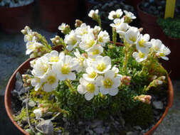 Image of Saxifraga marginata Sternb.