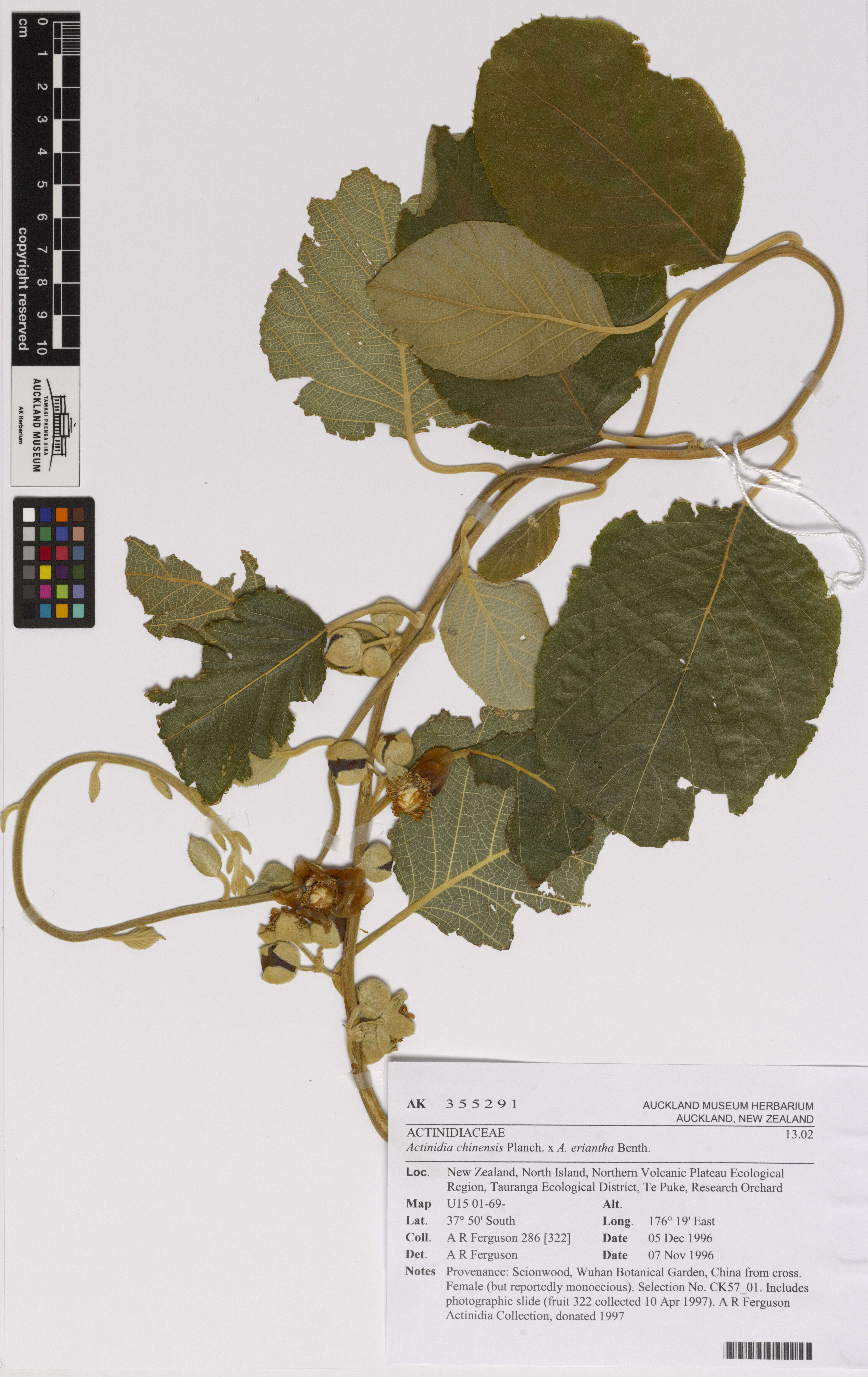 Image de Actinidia chinensis Planch.