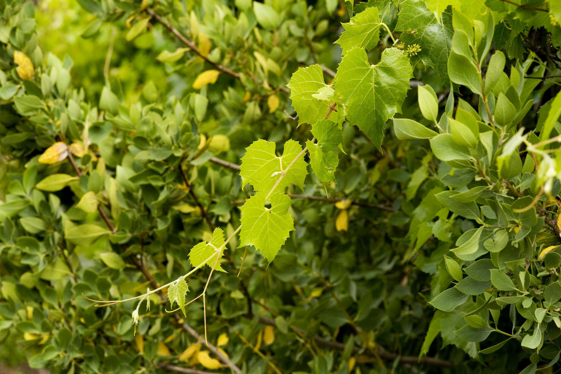 Image of canyon grape