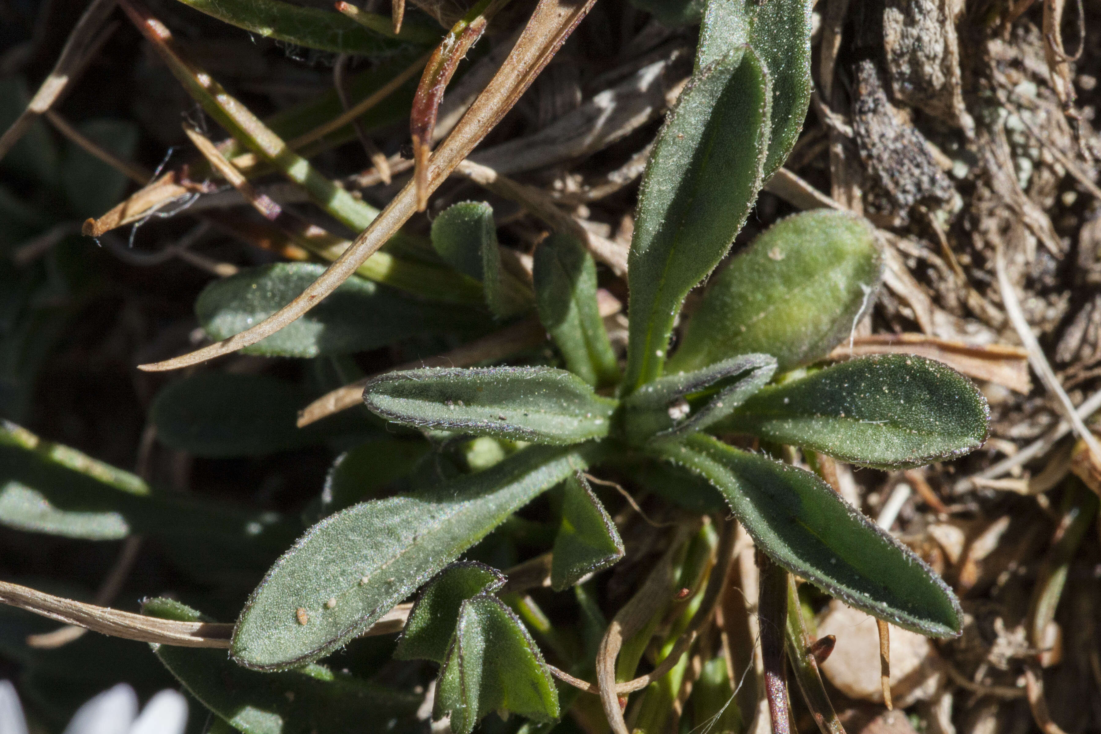 Imagem de Erigeron melanocephalus (A. Nels.) A. Nels.