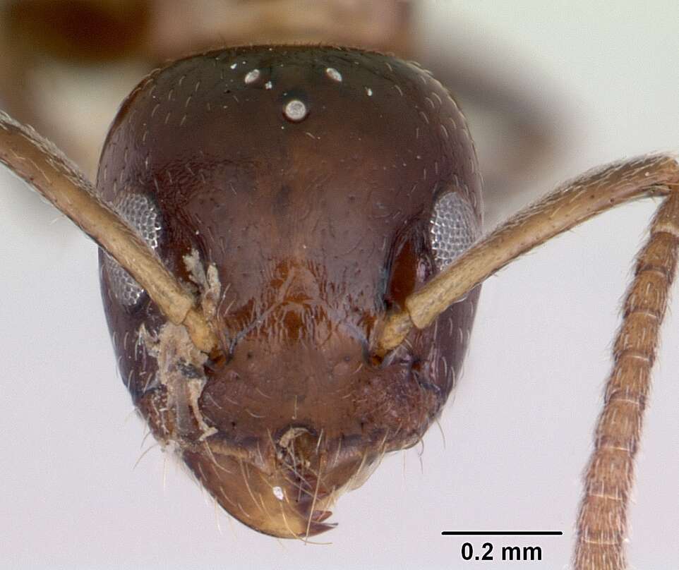 Image de Axinidris gabonica