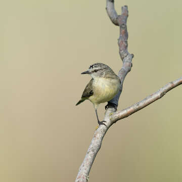 Image of Yellow-rumped Thornbill