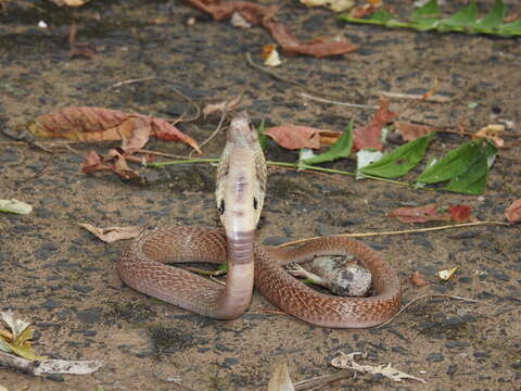 Image of Indian cobra