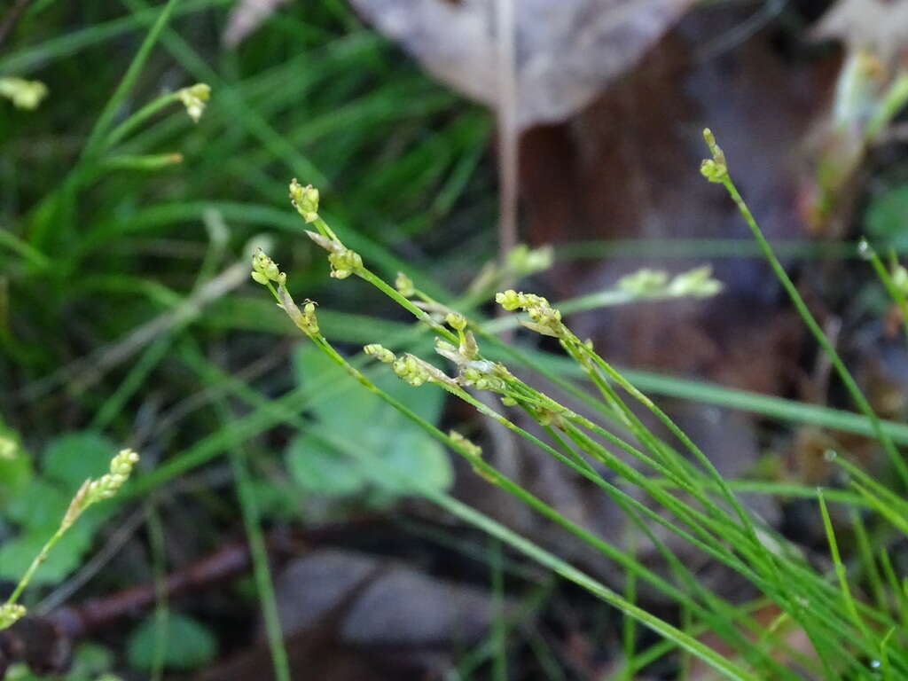 Image of bristleleaf sedge