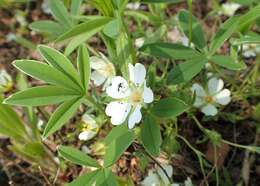 Image of White Cinquefoil