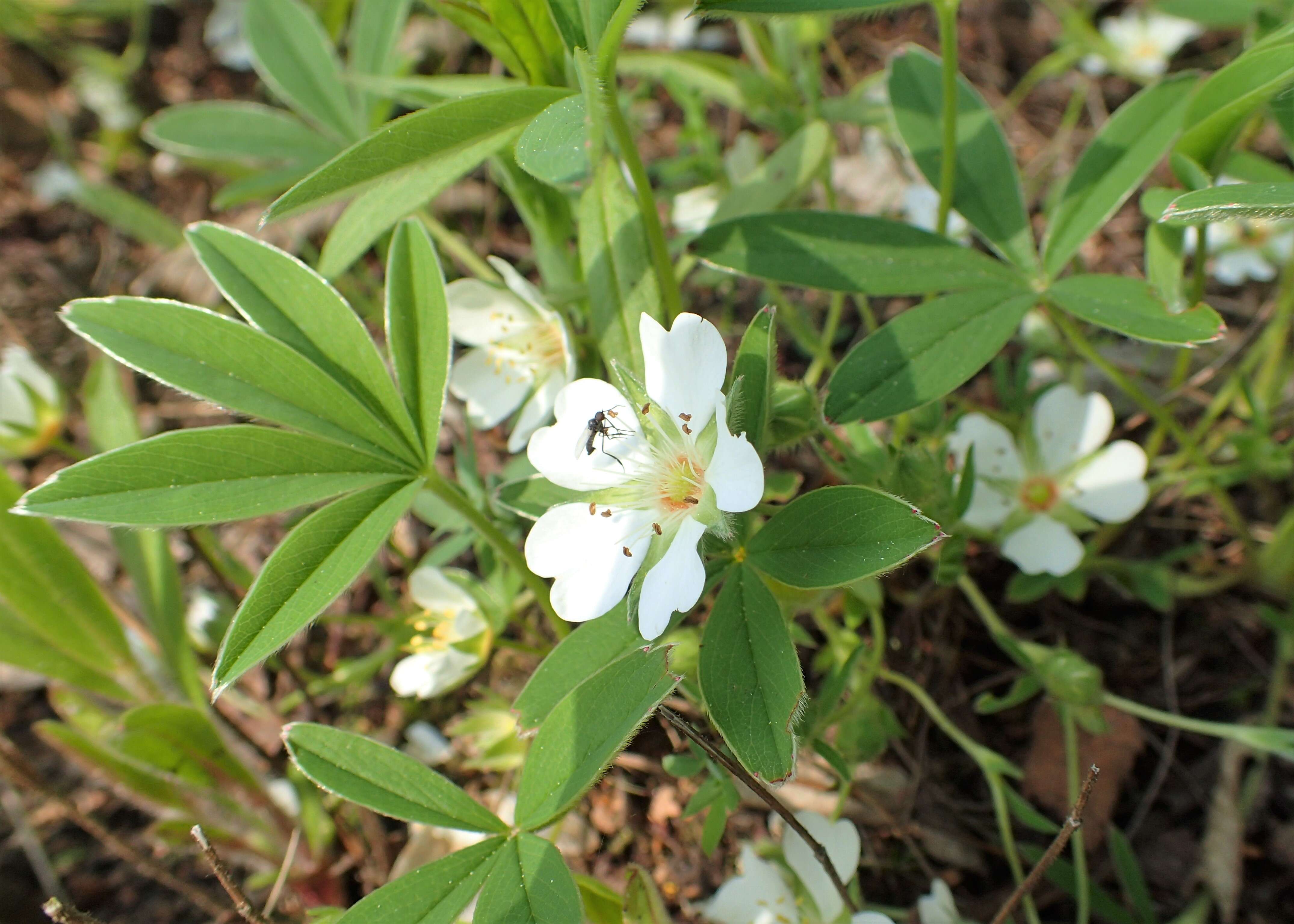 Image of White Cinquefoil