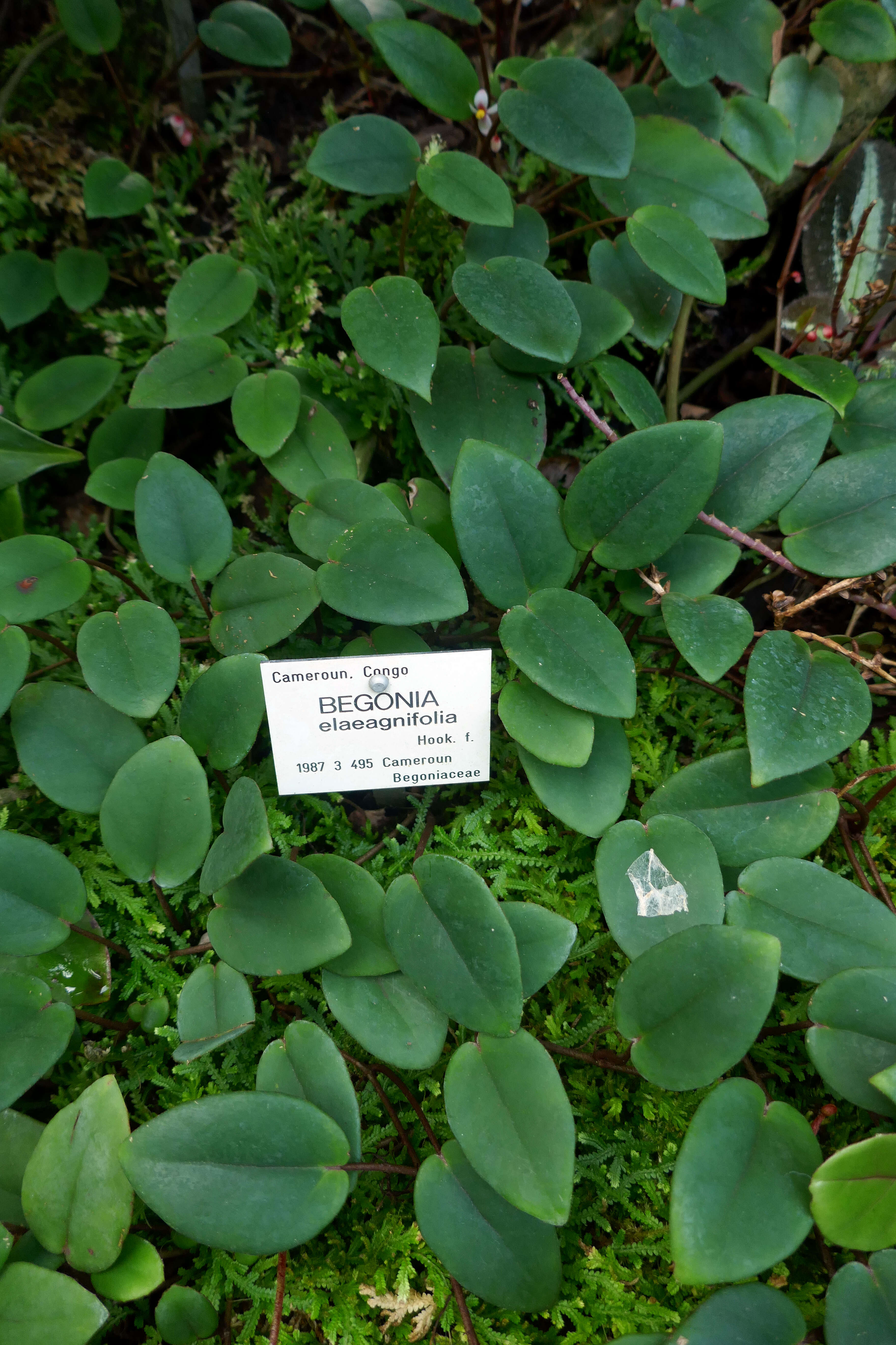 Слика од Begonia elaeagnifolia Hook. fil.