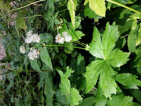 Imagem de Astrantia major L.