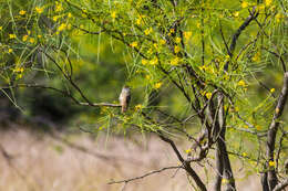 صورة Myiarchus tyrannulus (Müller & Pls 1776)