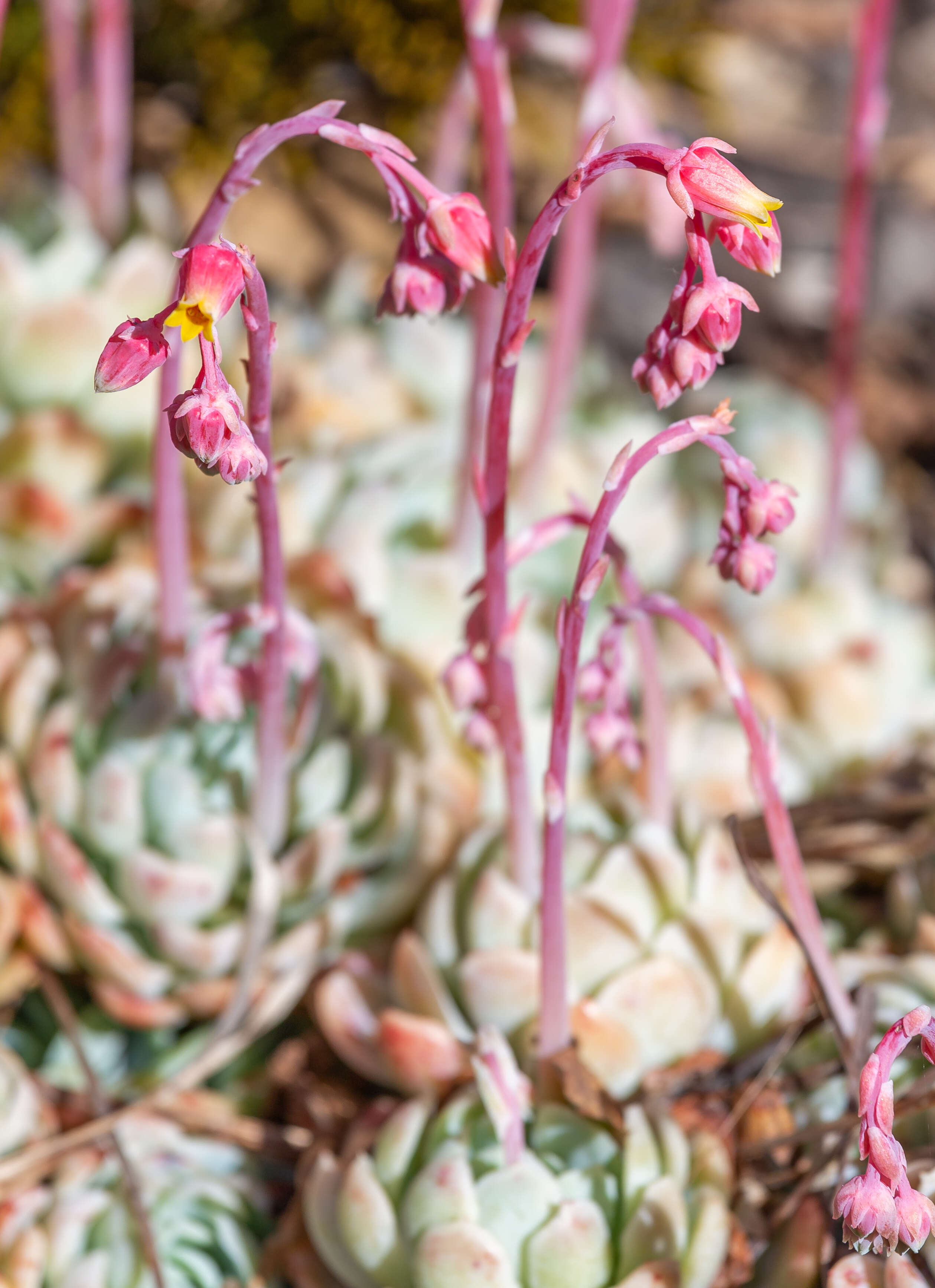 Image of Echeveria elegans Rose