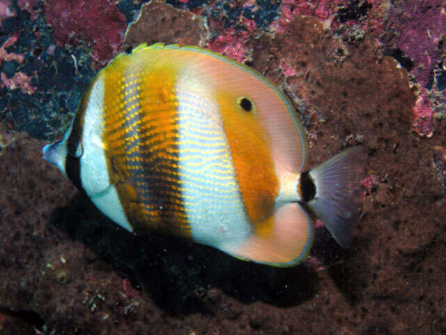 Image of Coralfish