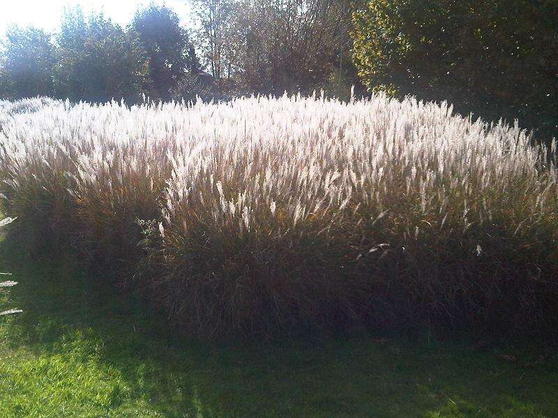 Imagem de Miscanthus sinensis Andersson