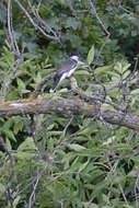 Image of Eastern Kingbird