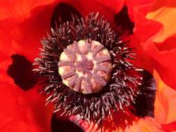 Image of Oriental poppy