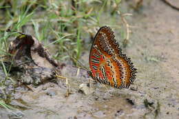 Image of Cethosia biblis Drury 1770