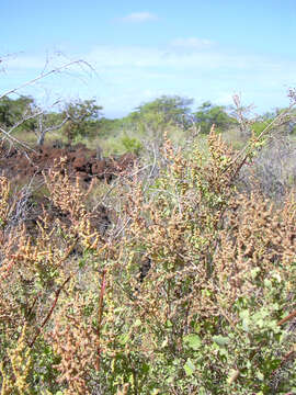 Image of slim amaranth