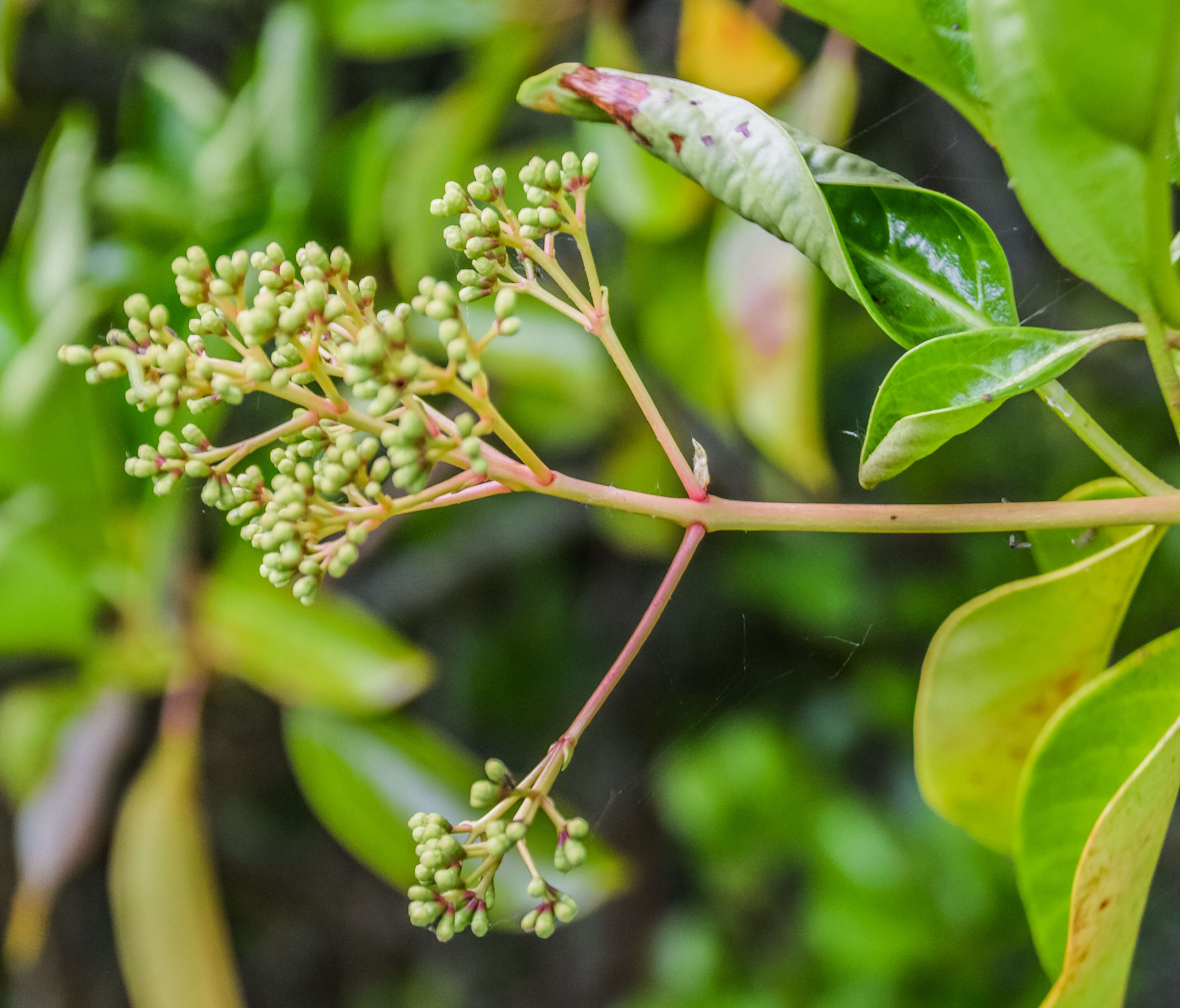 Image of Viburnum odoratissimum Ker-Gawl.