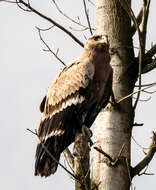 Image of Steppe Eagle