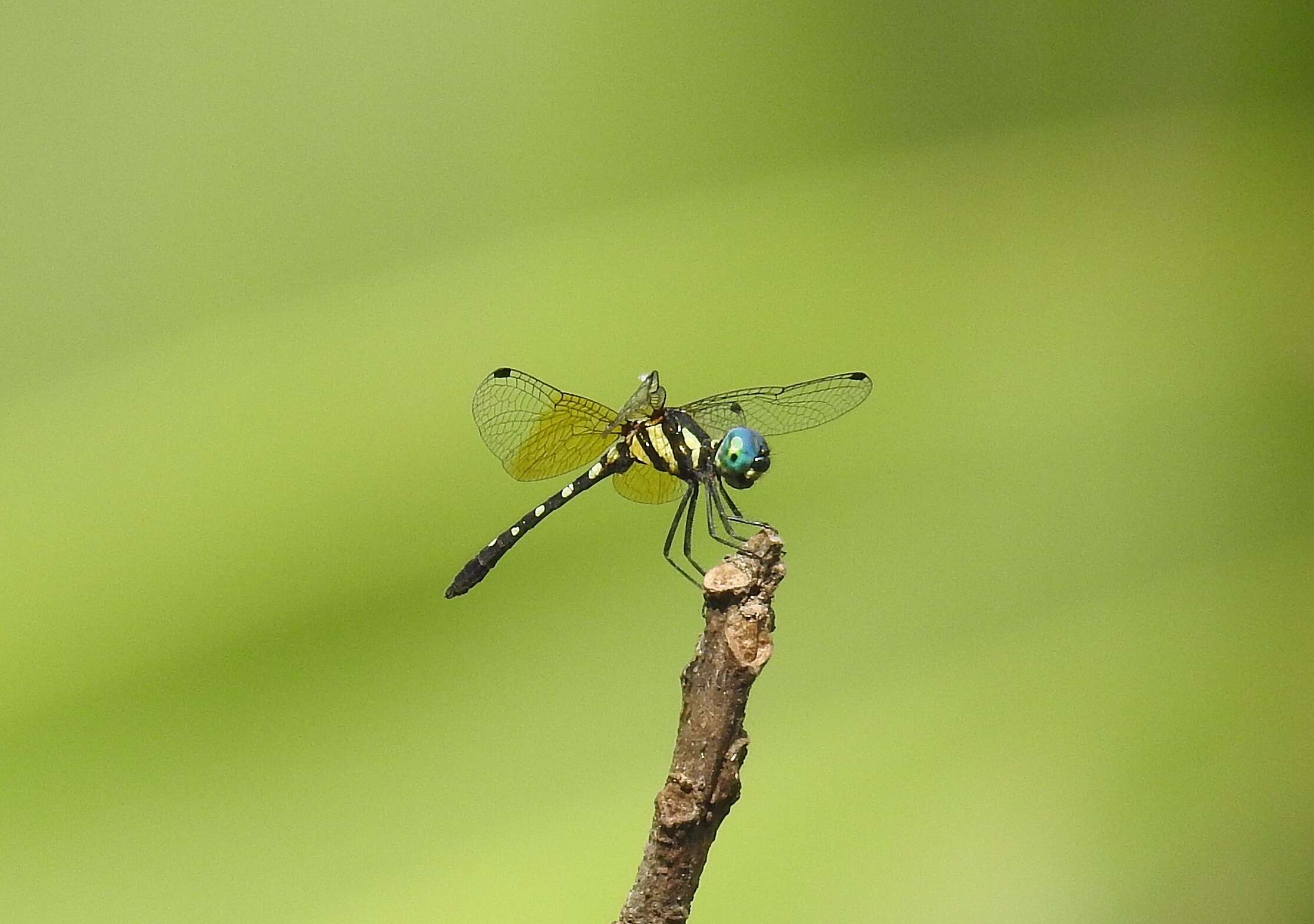 Image of Tetrathemis platyptera Selys 1878