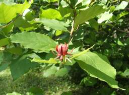 Image of eastern sweetshrub