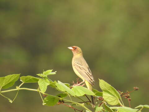 Imagem de Emberiza bruniceps Brandt & JF 1841