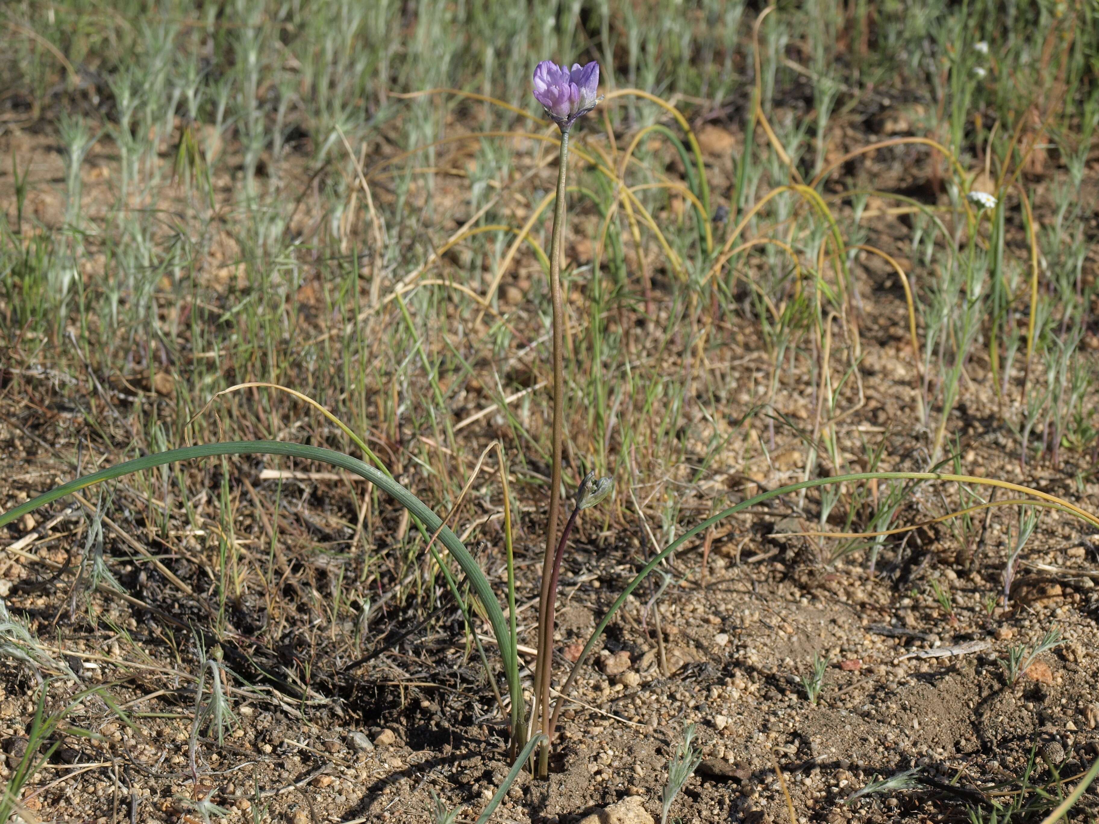 صورة Dichelostemma capitatum (Benth.) Alph. Wood