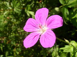 Imagem de Geranium palustre L.