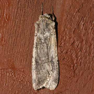 Image of pearly underwing