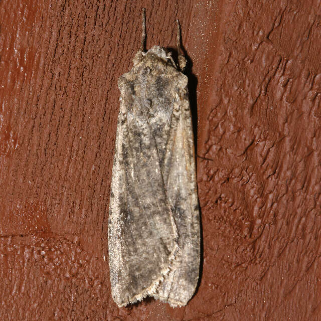 Image of pearly underwing