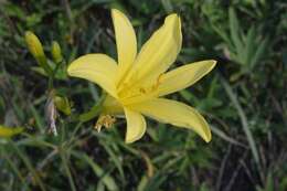 Image de Hemerocallis citrina Baroni