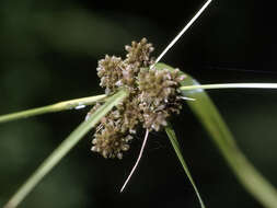 Sivun Scirpus georgianus R. M. Harper kuva