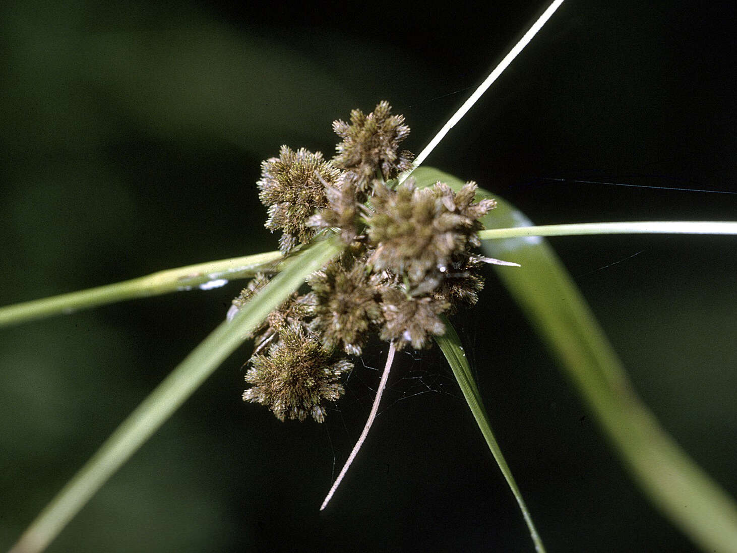 Scirpus georgianus R. M. Harper resmi