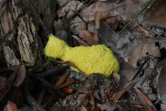 Image of Dog vomit slime mold