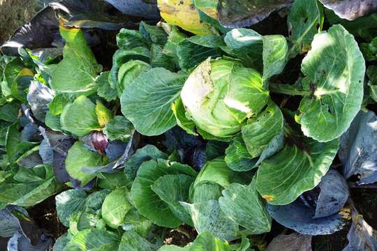 Image of white cabbage