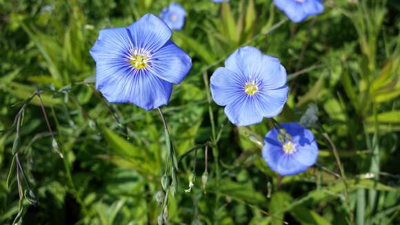 Image of Asian flax