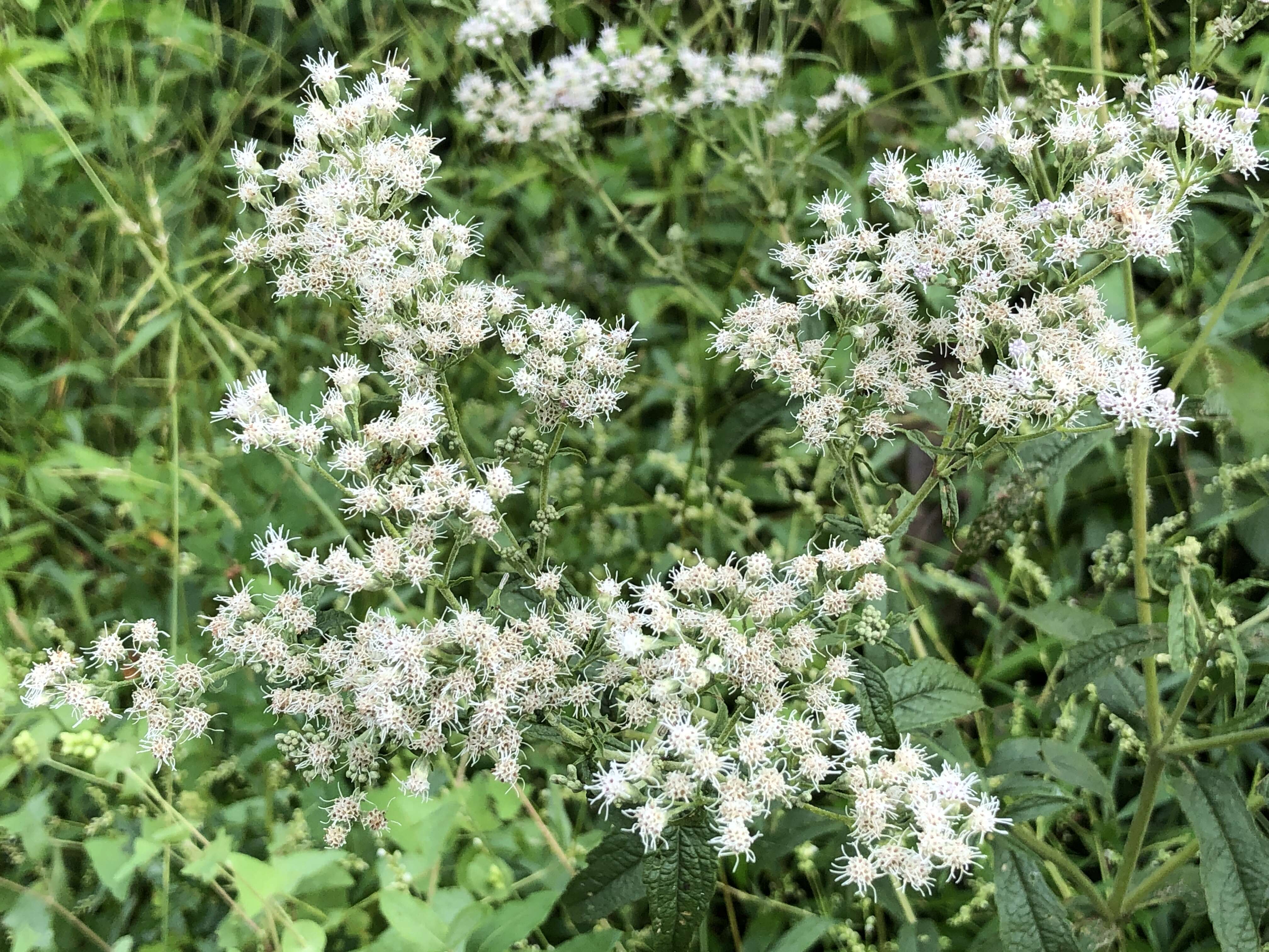 Image of common boneset