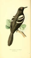 Image of White-shouldered Fire-eye