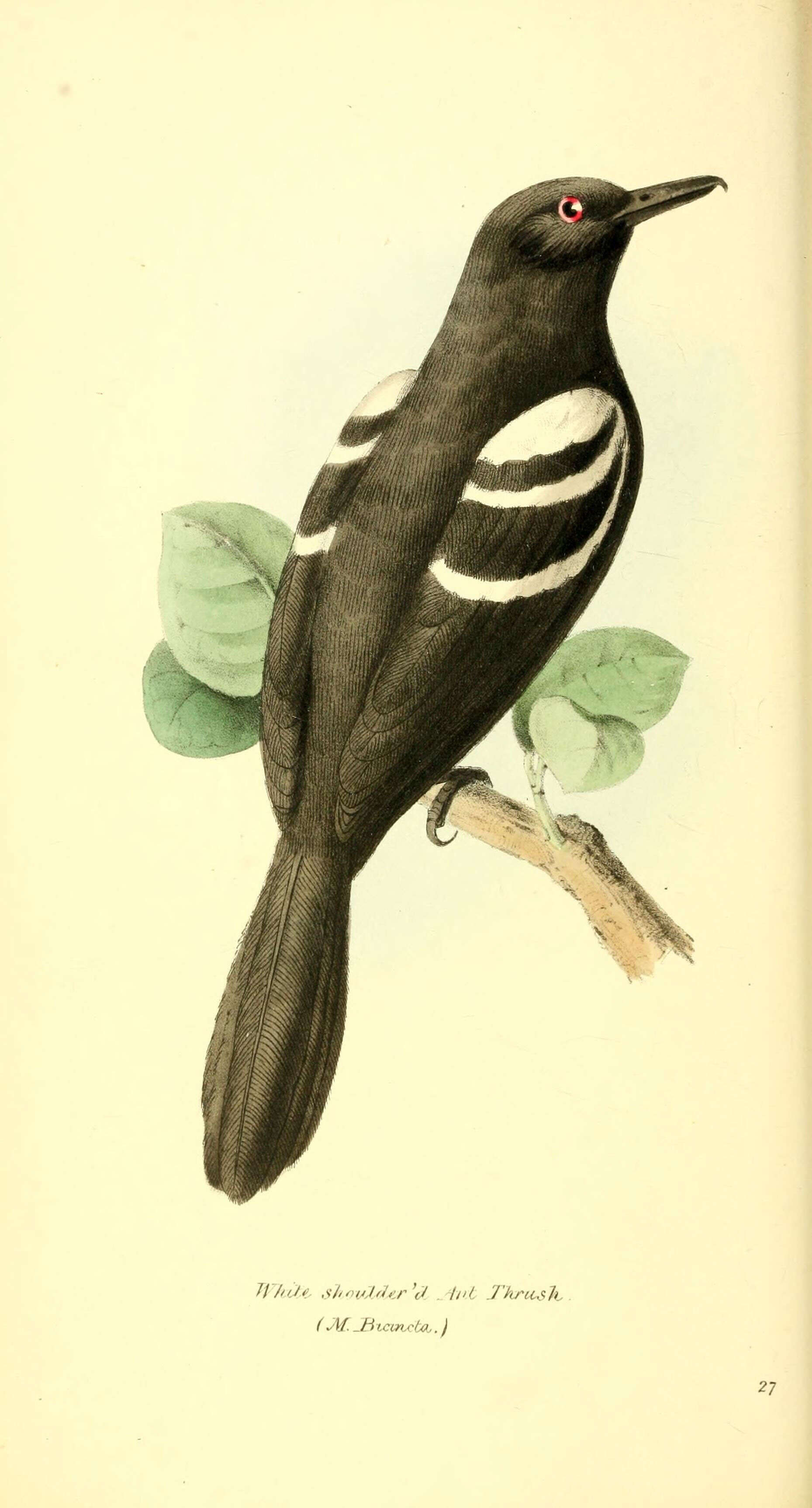 Слика од Pyriglena leucoptera (Vieillot 1818)