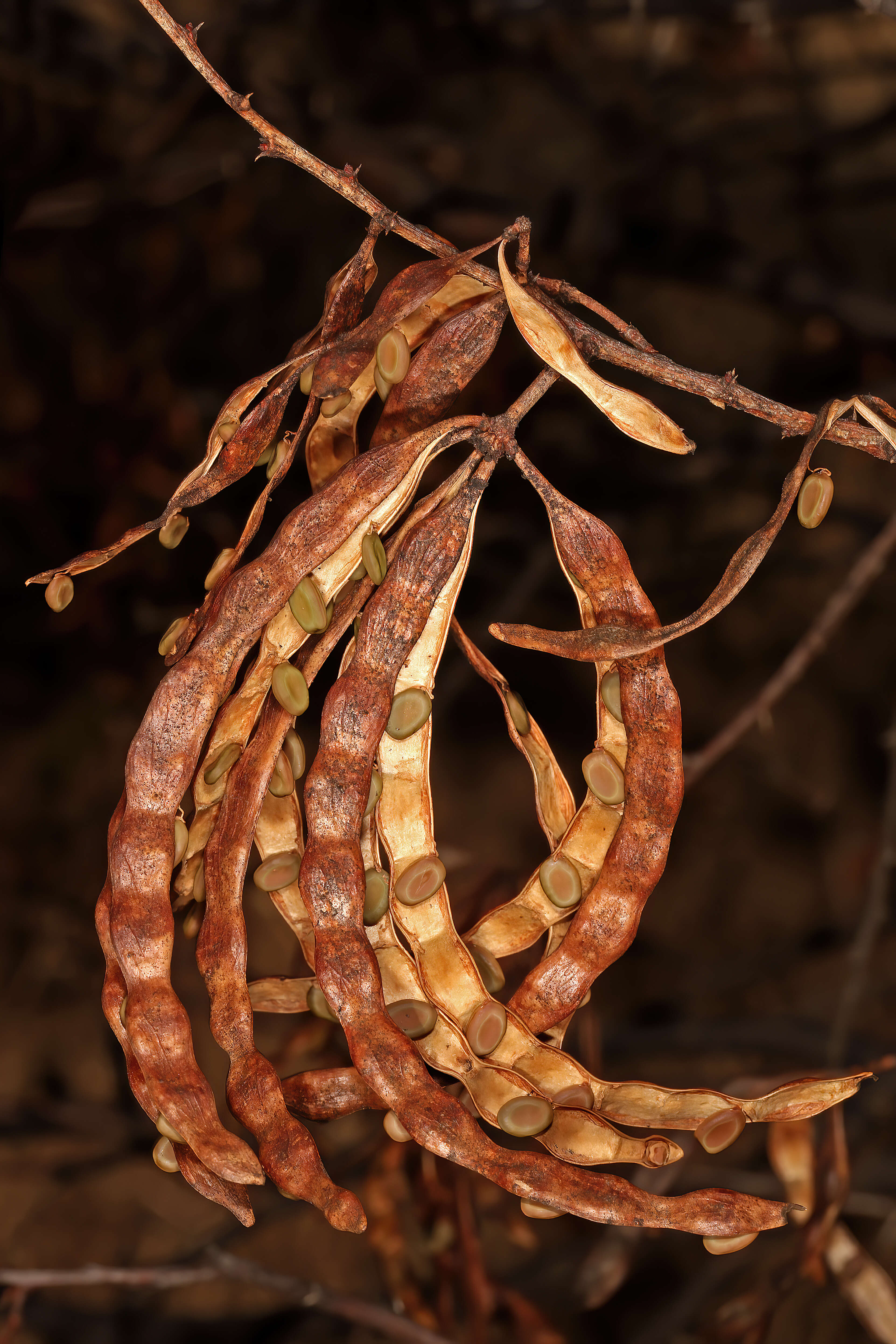 Imagem de Vachellia karroo (Hayne) Banfi & Galasso