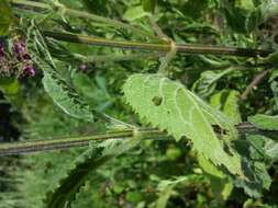 Image of hedge nettle