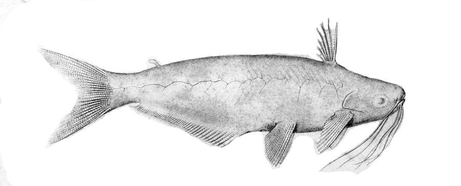 Image of Auchenipterus