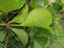 Ligusticum scoticum L. resmi