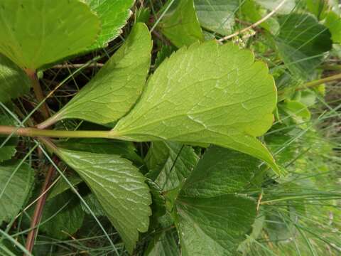 Ligusticum scoticum L. resmi