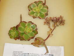 Image de Aeonium haworthii Salm-Dyck ex Webb & Berth.