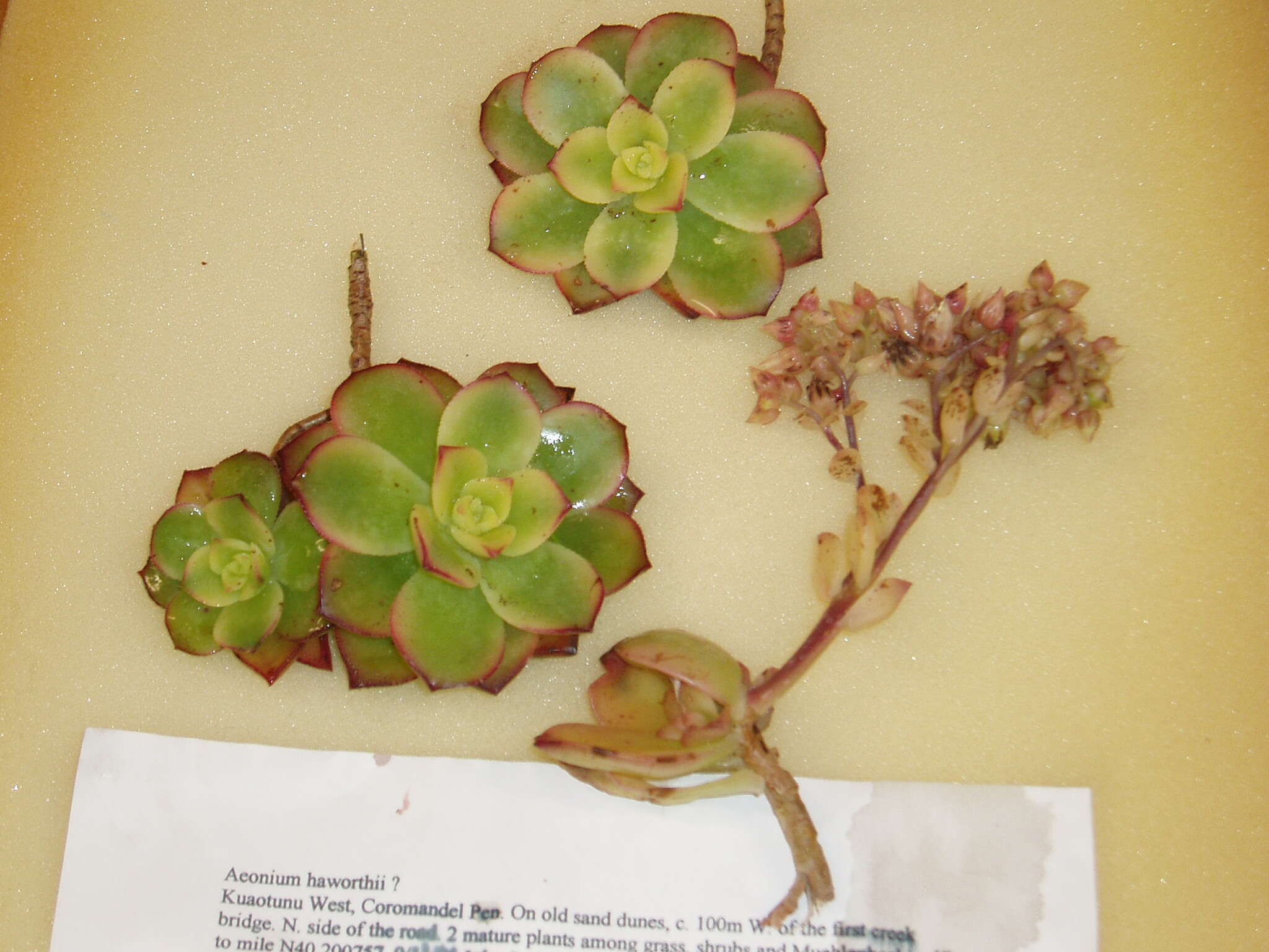 Image de Aeonium haworthii Salm-Dyck ex Webb & Berth.