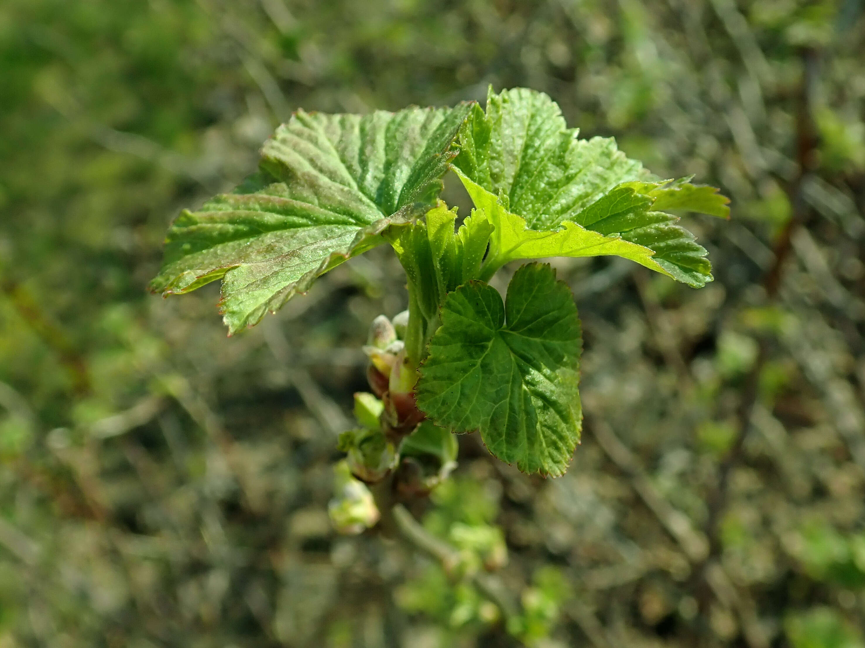 Image of Black Currant