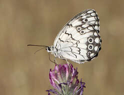 Image of Levantine Marbled White