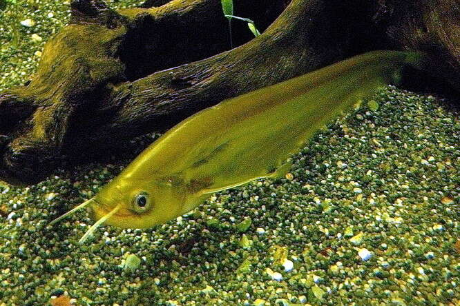 Image of Twisted-Jaw Catfish