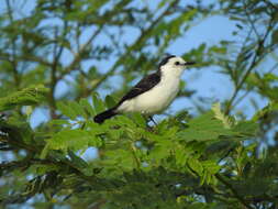 Fluvicola albiventer (Spix 1825)的圖片